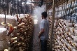 Trồng nấm từ mùn cưa gỗ cao su 